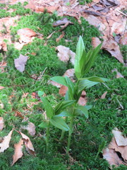 Gentiana asclepiadea