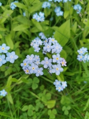 Myosotis