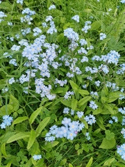Myosotis