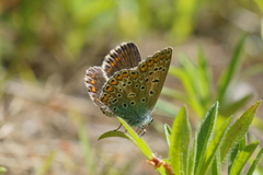 Polyommatus icarus