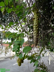 Gmelina philippensis