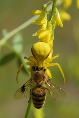 Misumena vatia