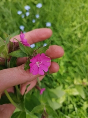 Silene dioica