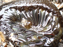 Bunodosoma cavernatum