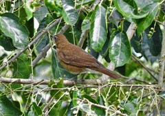 Pale-Vented Thrush photo 3