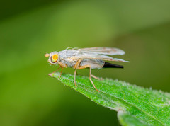 Acanthiophilus helianthi