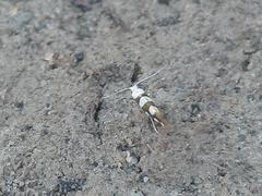 Argyresthia brockeella