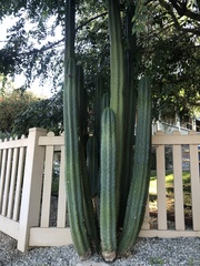 Lophocereus
