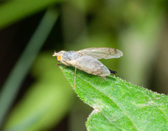 Acanthiophilus helianthi