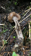 Cudonia monticola