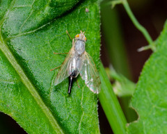 Acanthiophilus helianthi