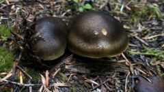 Cortinarius clandestinus
