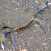 Lesser Blue Crab - Photo (c) ozarkpoppy, some rights reserved (CC BY-NC), uploaded by ozarkpoppy