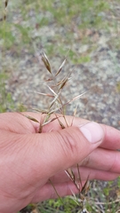 Helictochloa hookeri schelliana