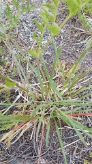 Helictochloa hookeri schelliana