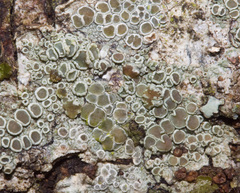 Tremella macrobasidiata