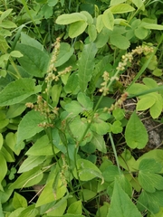 Rumex acetosella