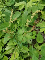 Rumex acetosella