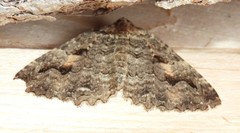 Triphosa