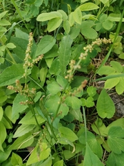 Rumex acetosella