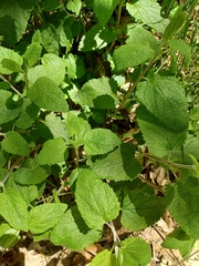 Teucrium scorodonia