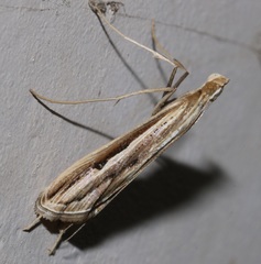 Euclasta vitralis