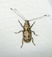 Meconemus infuscatus