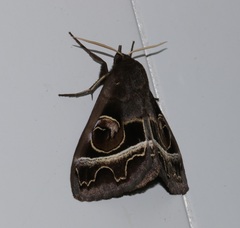 Metopta rectifasciata