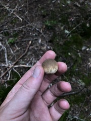 Handkea fumosa