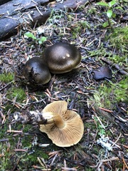 Cortinarius clandestinus
