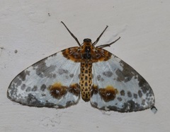 Abraxas amicula-illuminata