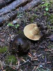 Cortinarius clandestinus