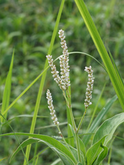 Persicaria attenuata