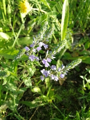 Veronica prostrata