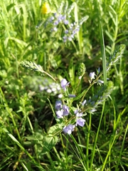 Veronica prostrata