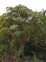 Vitex waterlotii image