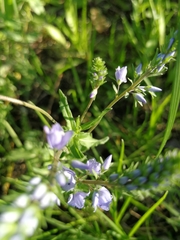 Veronica prostrata
