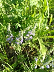 Veronica prostrata