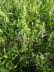 Veronica prostrata