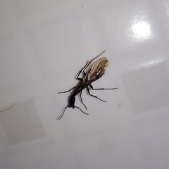 Camponotus mirabilis