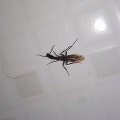 Camponotus mirabilis