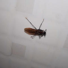 Camponotus mirabilis