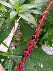 Phytolacca heterotepala