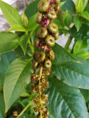 Phytolacca heterotepala