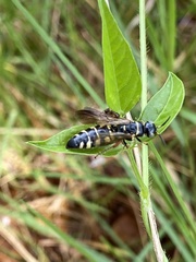 Myzinum carolinianum