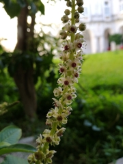 Phytolacca heterotepala