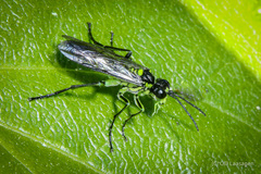 Tenthredo mesomela