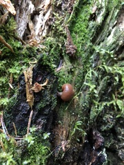 Cudonia monticola