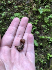 Cudonia monticola
