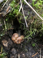 Cudonia monticola